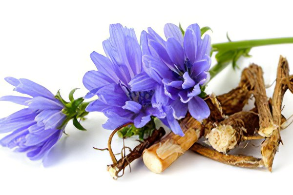  Корни растения способствуют очищению крови от вредных примесей, выводят токсины, что обуславливает снижение веса.