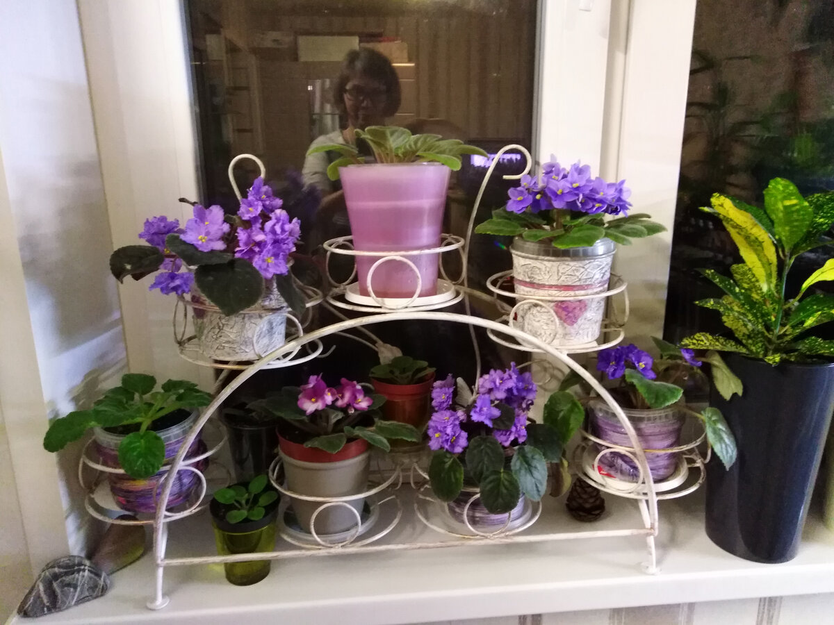 Мои фиалки на фитиле
