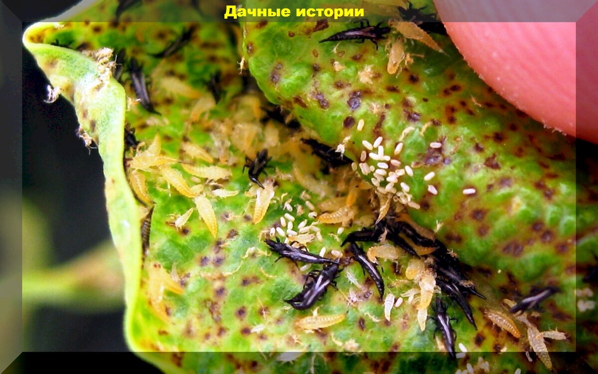 Трипсы. Трипсы на комнатных растениях. Трипсы на рассаде. Трипсы на помидорах.