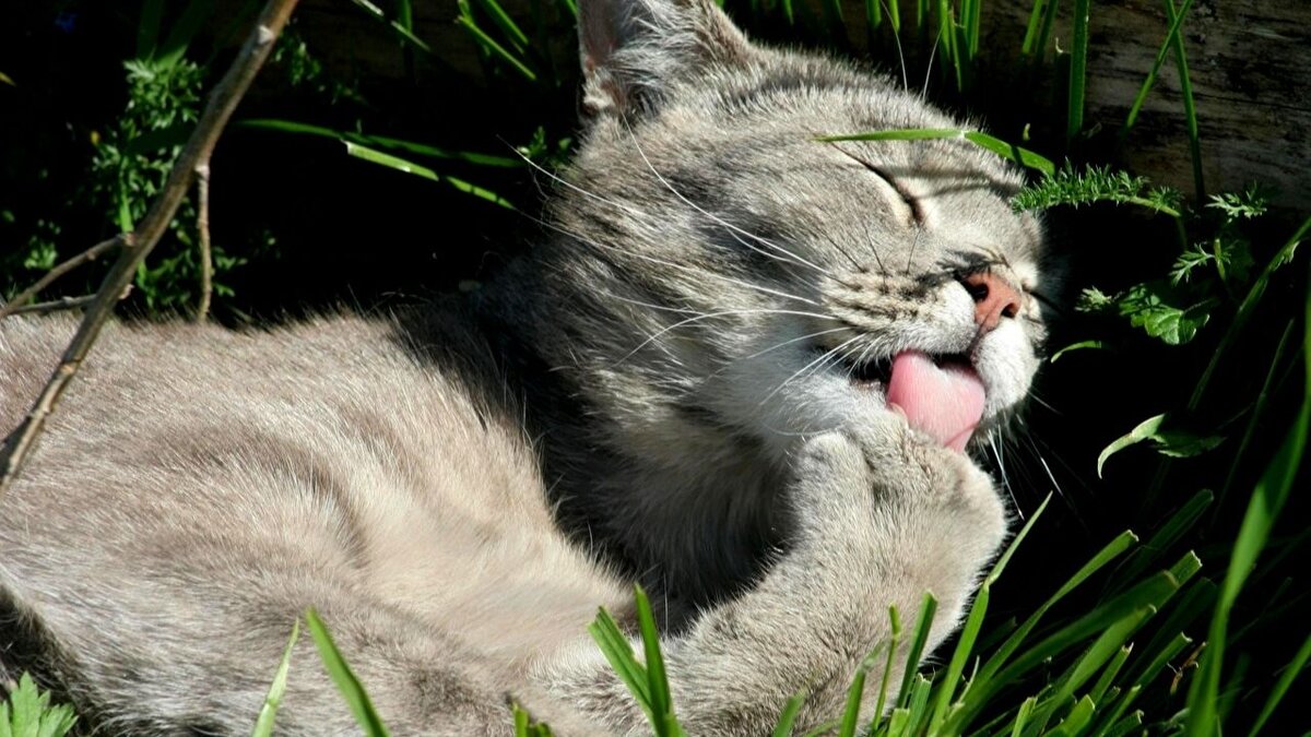 Чистота - залог здоровья