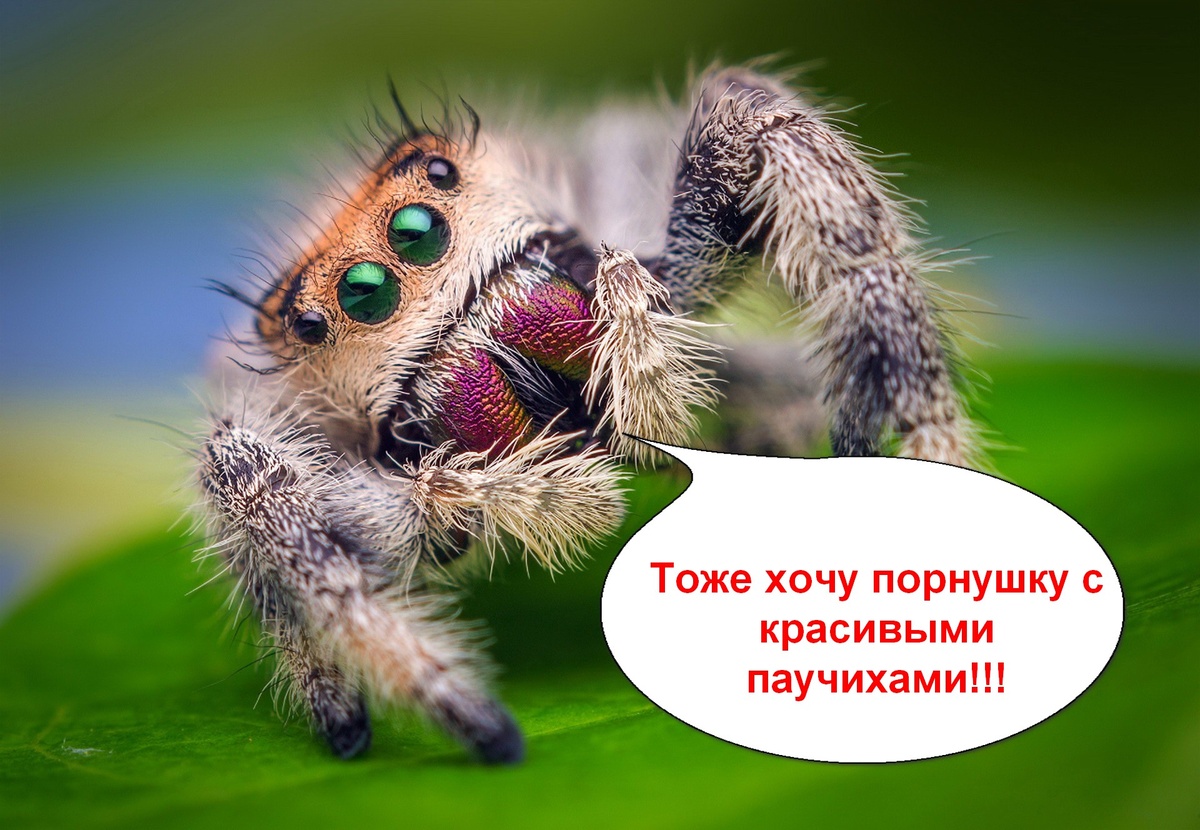 Коллаж  сделан пауками из Мира пауков. 