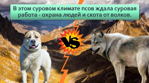 Алабай: Сторожить не значит убивать. Пёс, что погряз в стереотипах о собственной злобе | Видео 🎥