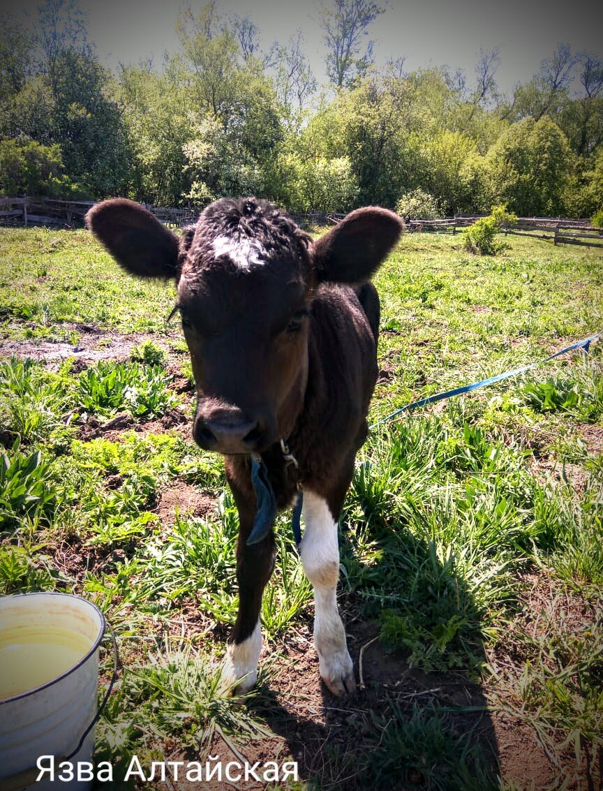 Милашка. Фото из чата ватсапп