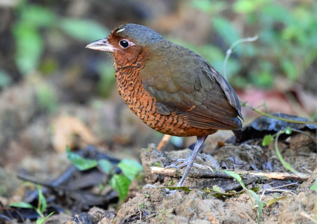 Гигантская граллярия (Эндемик Эквадора)
