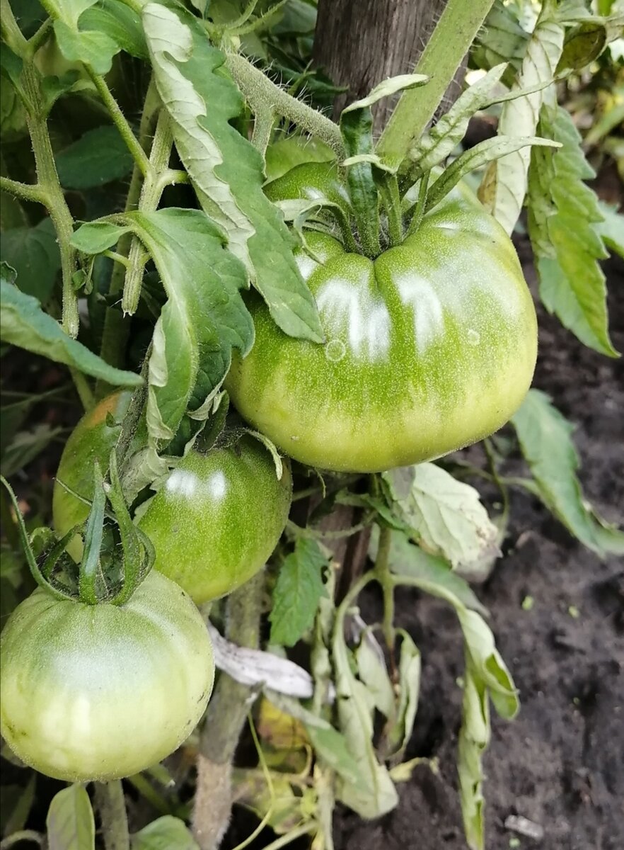 Томат сорт  "Батяня" 