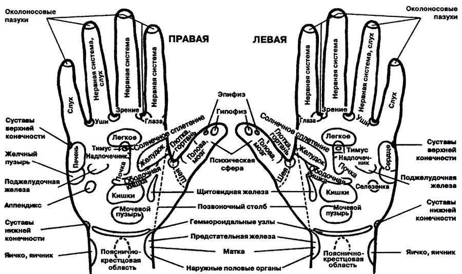 Проекция органов. Проекция органов на кисти руки. Проекция органов на ладони человека. Диалоги о боевых искусствах Востока проекции органов на ладони. Рефлекторно сегментарный электрофорез.