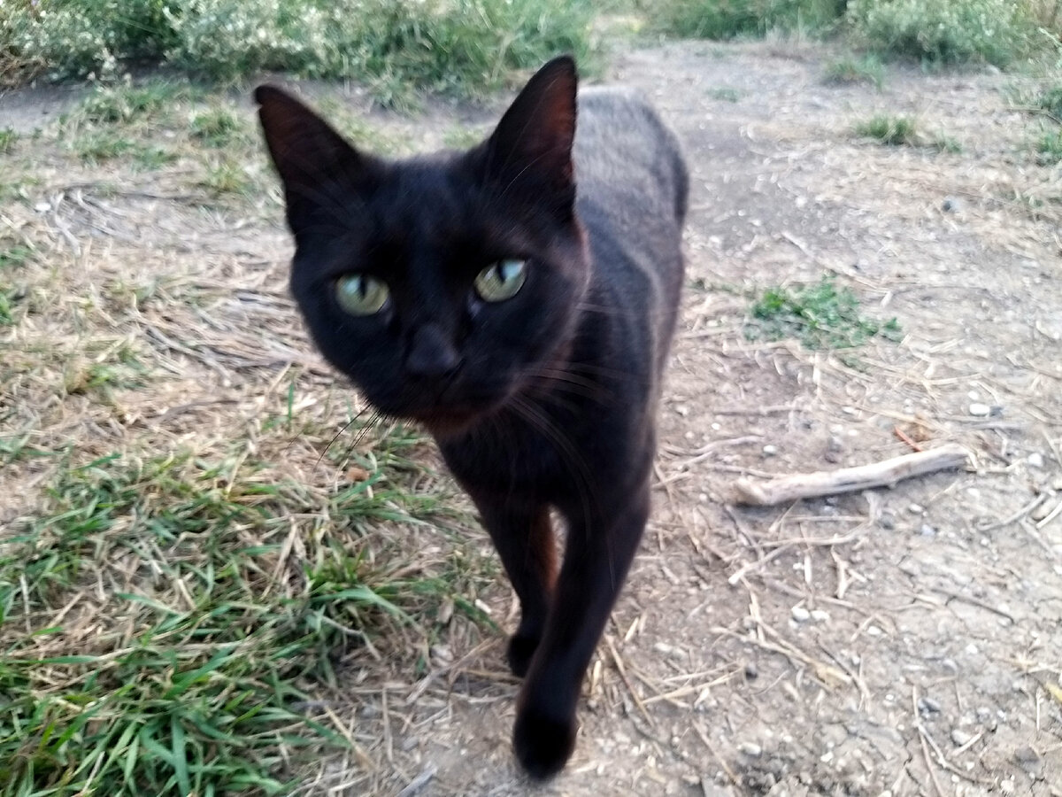 Чёрная кошка, фото автора