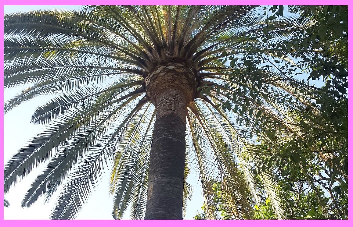 Пальма рафия. Ее листья достигают 20 метров в длину. Фото из архива "7 секретов" 