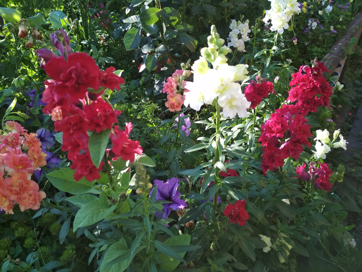 Львиный зев "Мадам Баттерфляй"