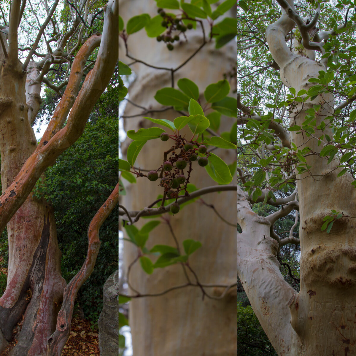 Земляничник