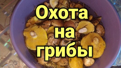 Охота на грибы