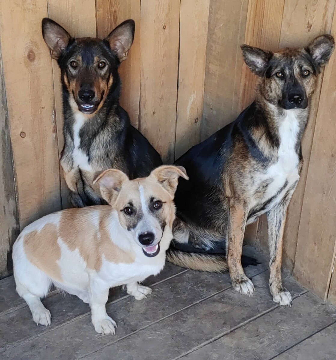 Валет, Глаша, Булка