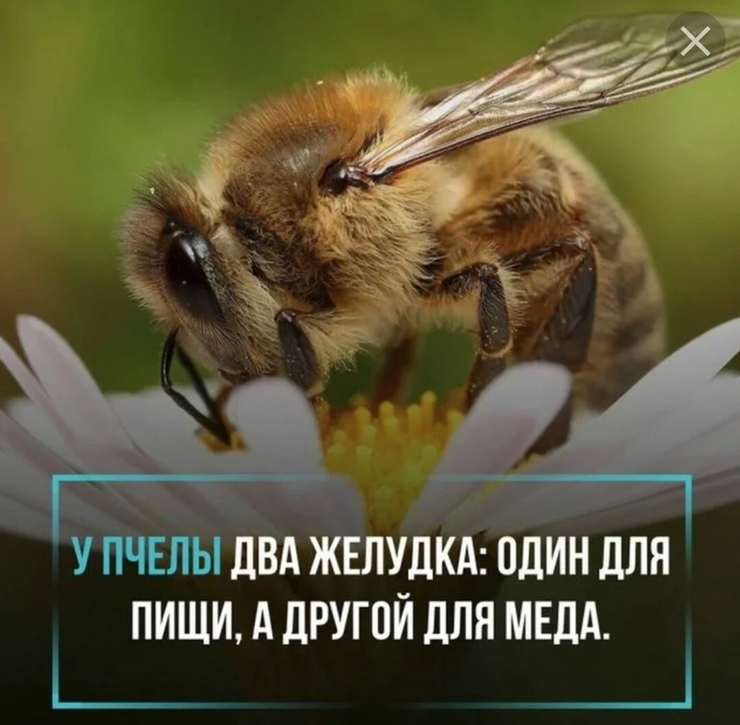 Интересно обо всем. Удивительные факты. Короткие интересные факты. Факты о жизни. Интересные факты о жизни.