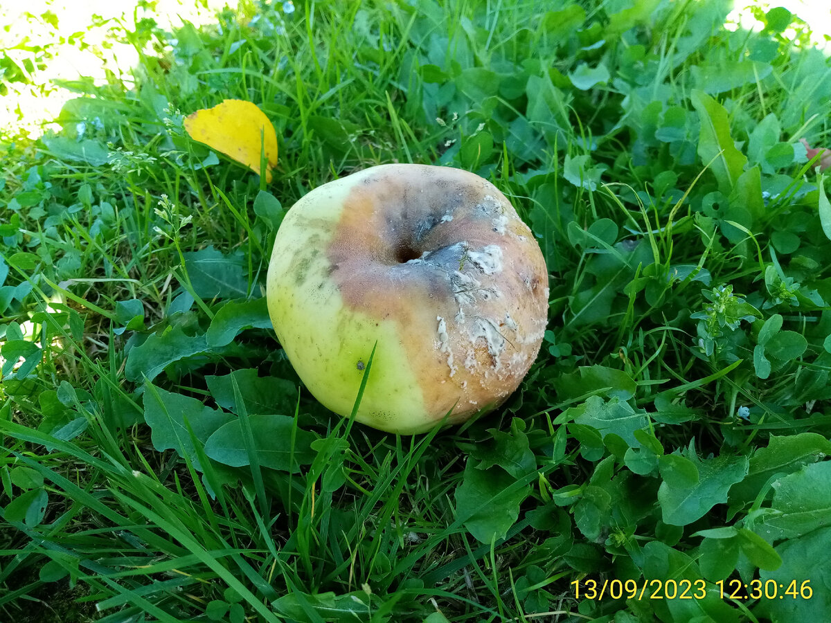 Не хочется иметь в саду такие паршивые яблоки