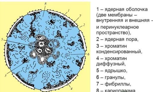 Строение ядра..   Источник:  https://ppt-online.org