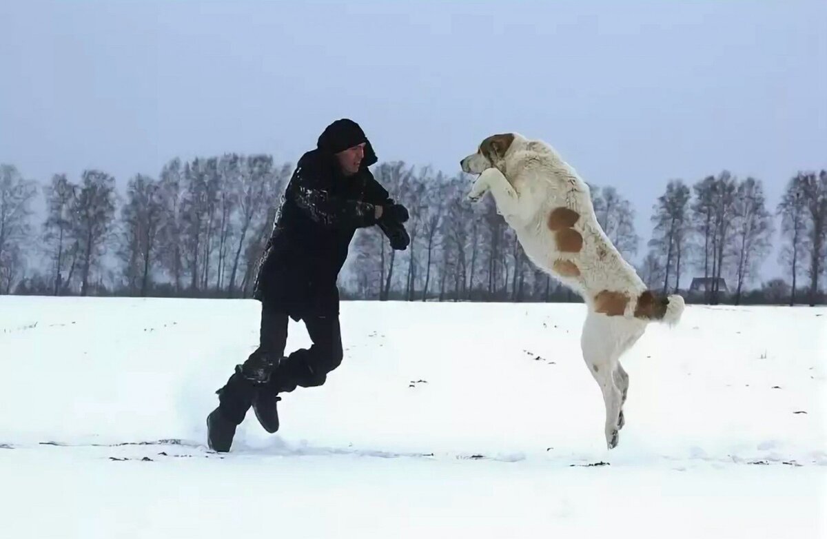 Алабай в профиль