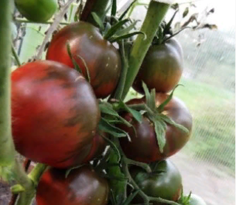 таких у меня точно не было.