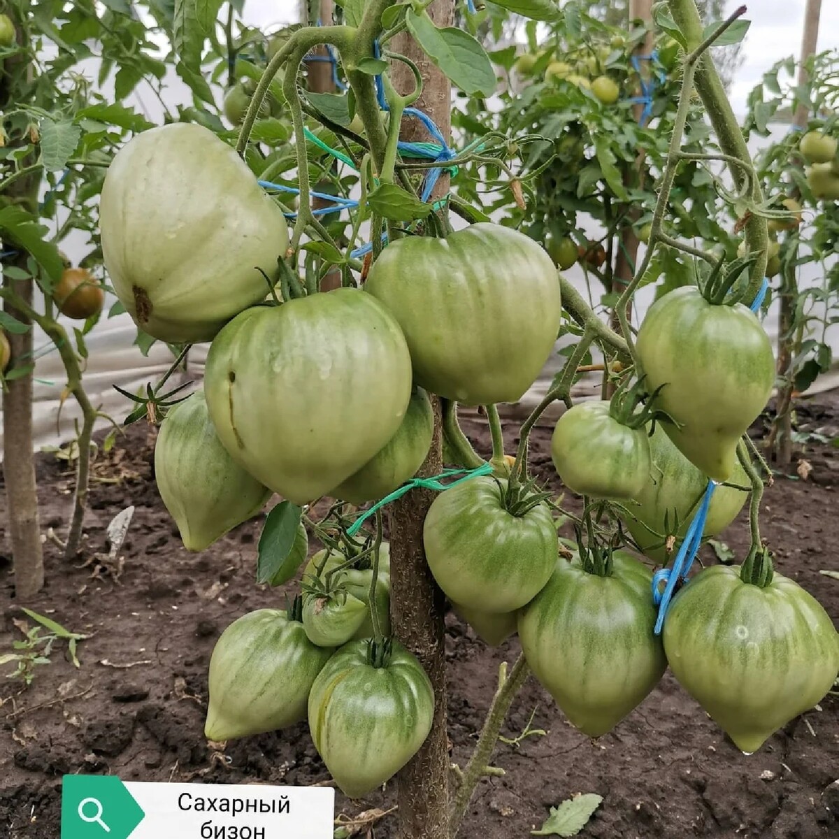 Огородник из Рязани Ольга Фомичева сорта томатов