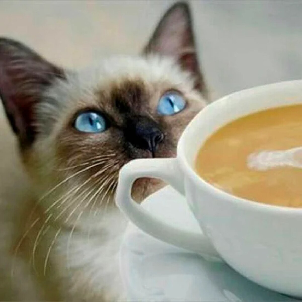 Котик и кофе картинки