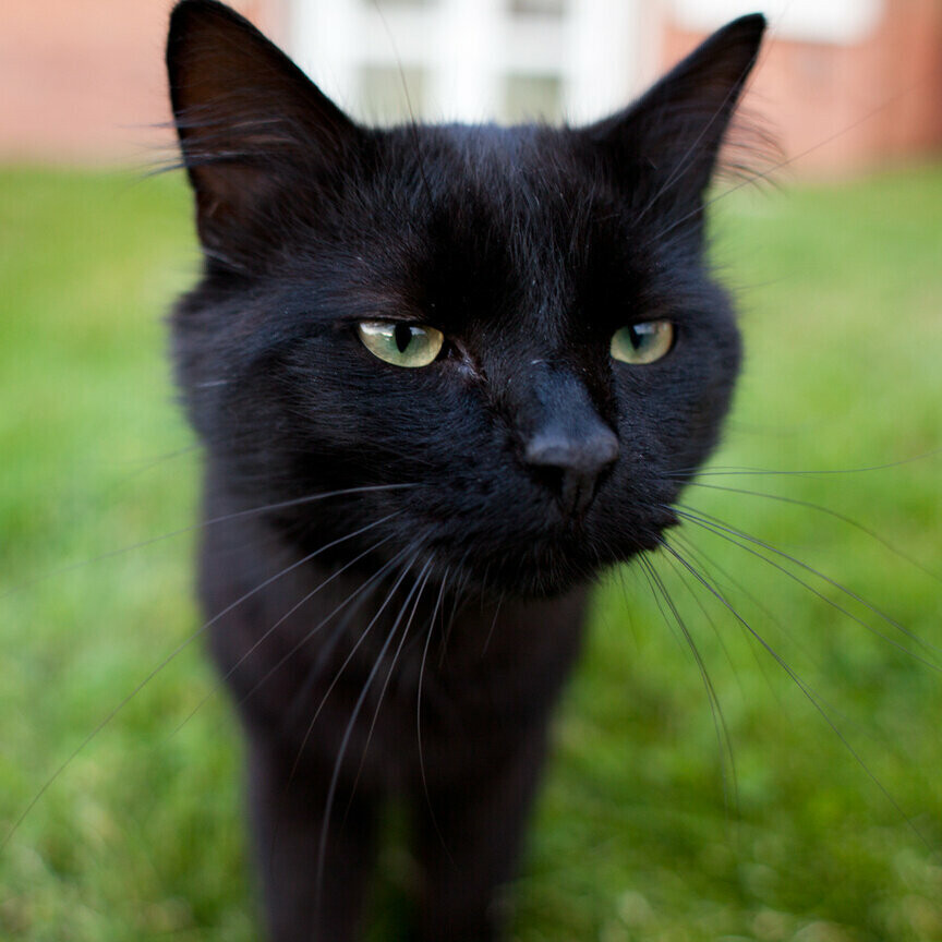 Use black. Черная кошка. Чёрный котик. Кот с черными усами. Морда черного кота.