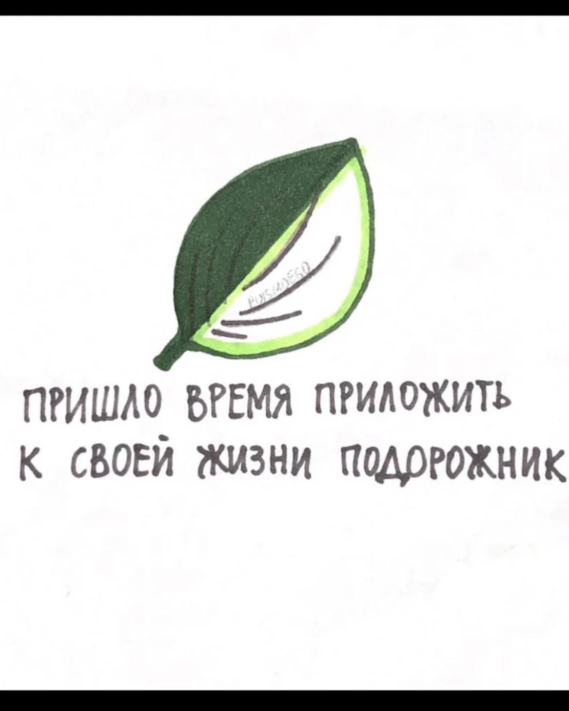 Приложи подорожник. Приложи к своей жизни подорожник. Пора приложить к своей жизни подорожник. Подорожник Мем.