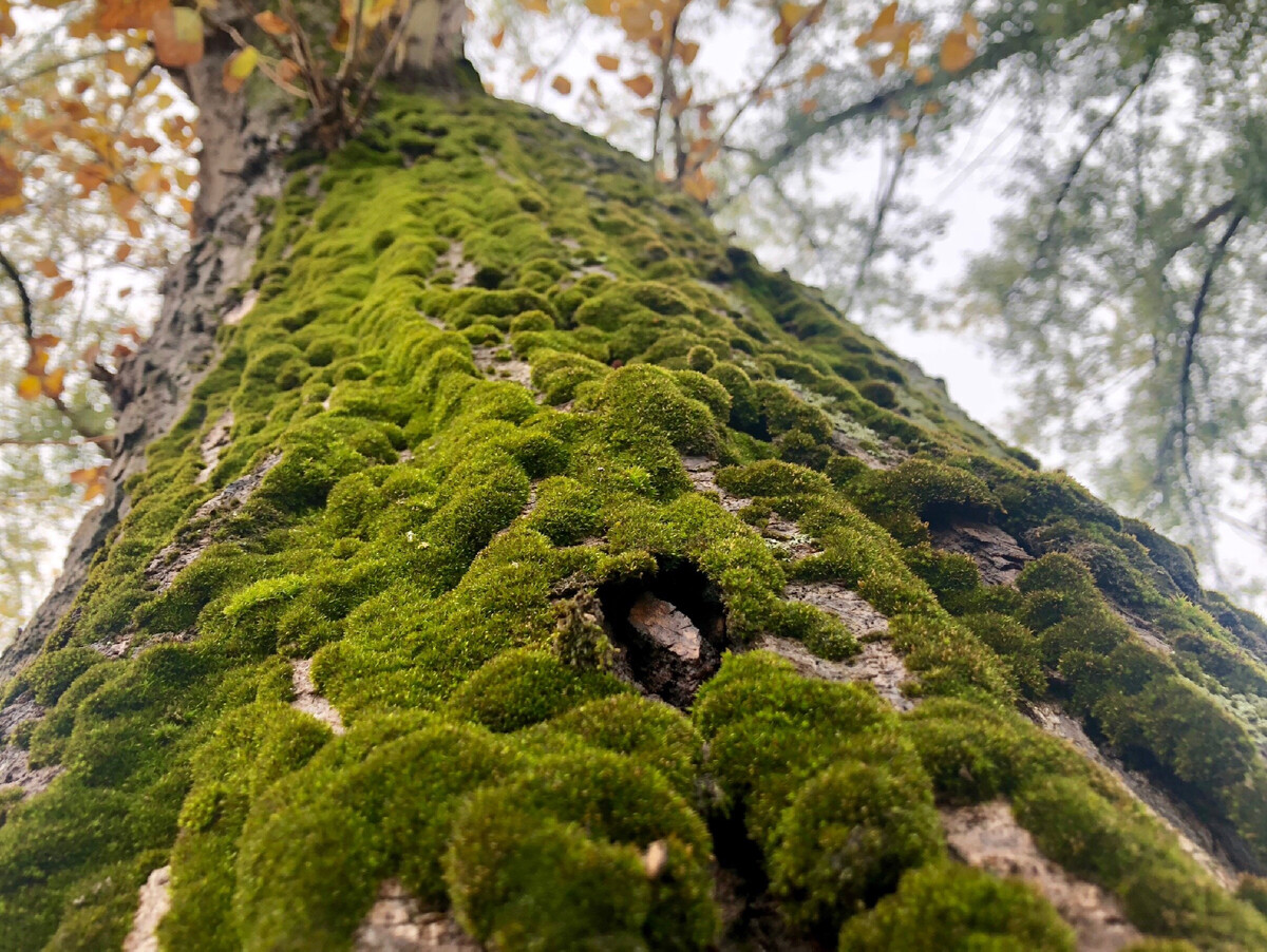 Местами мохом. Мох спляхна. Dendroid мох. Сфагнум на дереве. Северный мох корни.