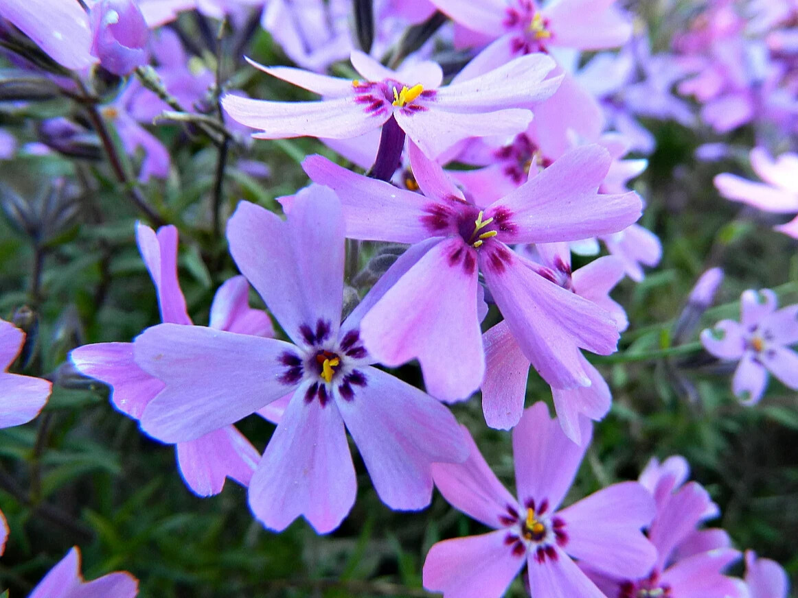 флокс шиловидный грунт. флокс шиловидный (phlox subulata). флокс шиловидный (phlox subulata). флокс шиловидный грунт. флокс шиловидный scarlet flame.