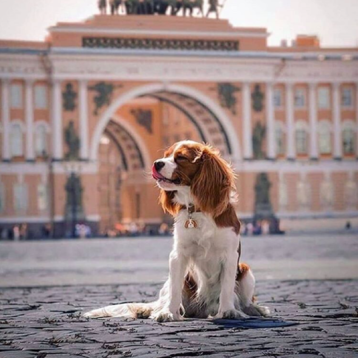 Утренний санкт петербург. Утро в Питере. Доброе утро Питер. Санкт-Петербург с собакой. Дворцовая собака.