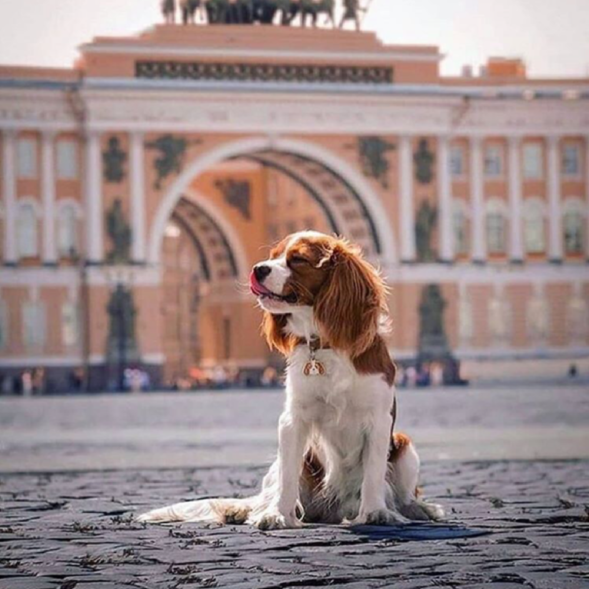 Животные спб. Утро в Питере. Доброе утро Питер. Санкт-Петербург с собакой. Дворцовая собака.