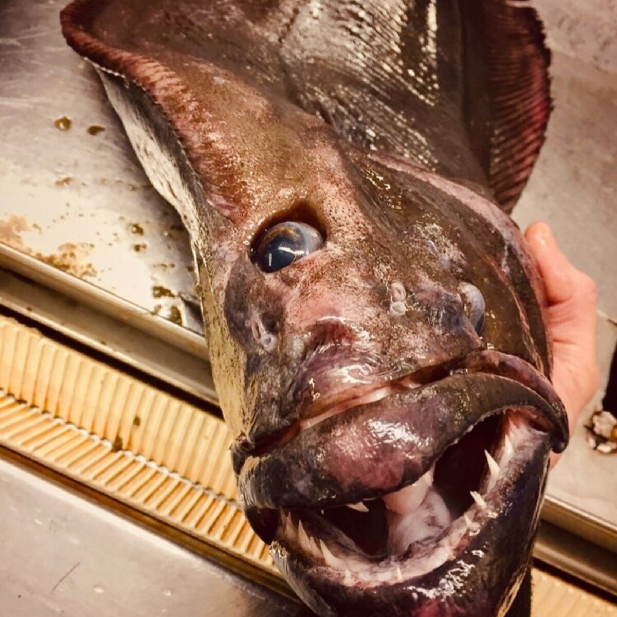 Самая страшная рыба на планете фото