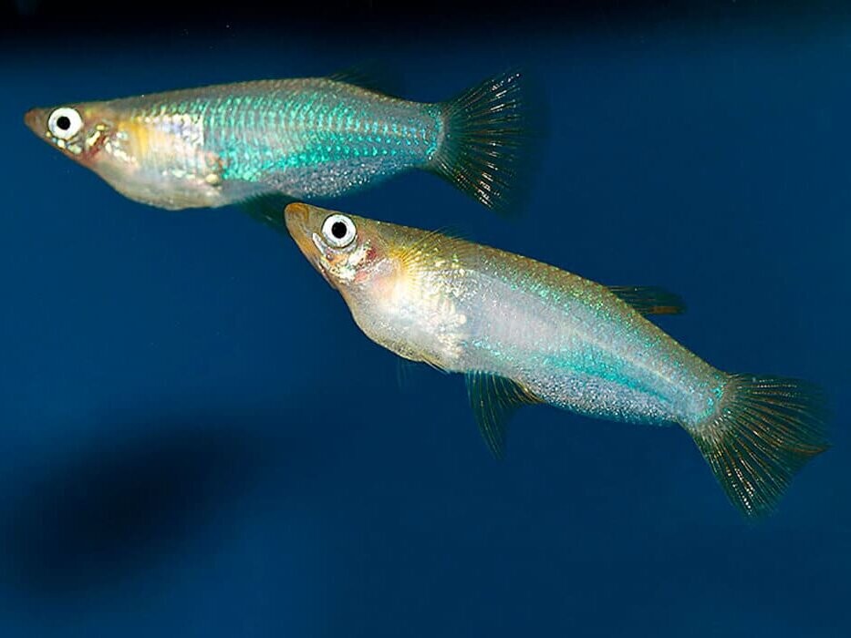 альфаро бирюзовый аквариумная рыбка. название альфаро. альфаро рыбка аквариумная. церковь сан мигель таррагона. густаво альфаро тренер.