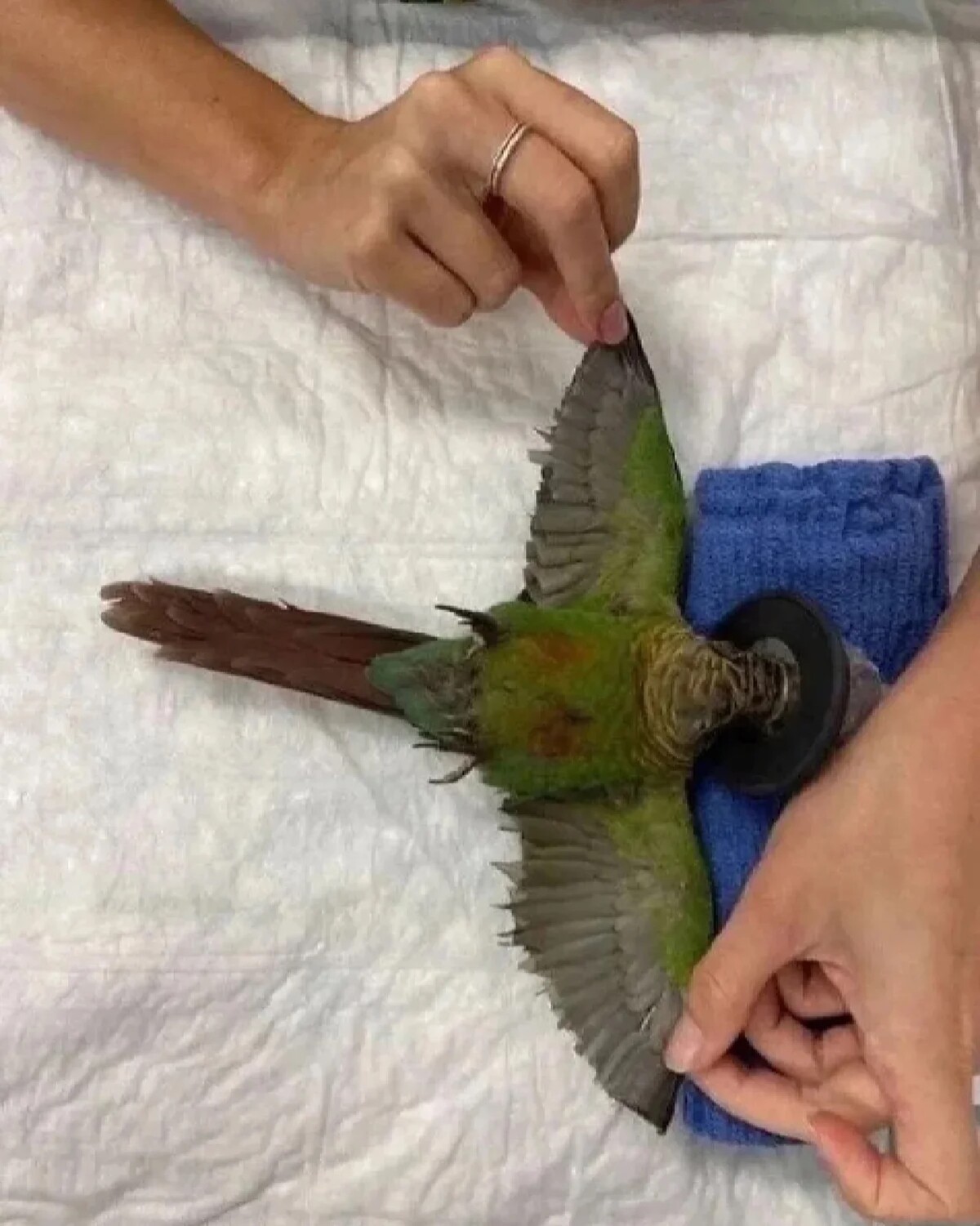 Обрезанные Крылья у попугая