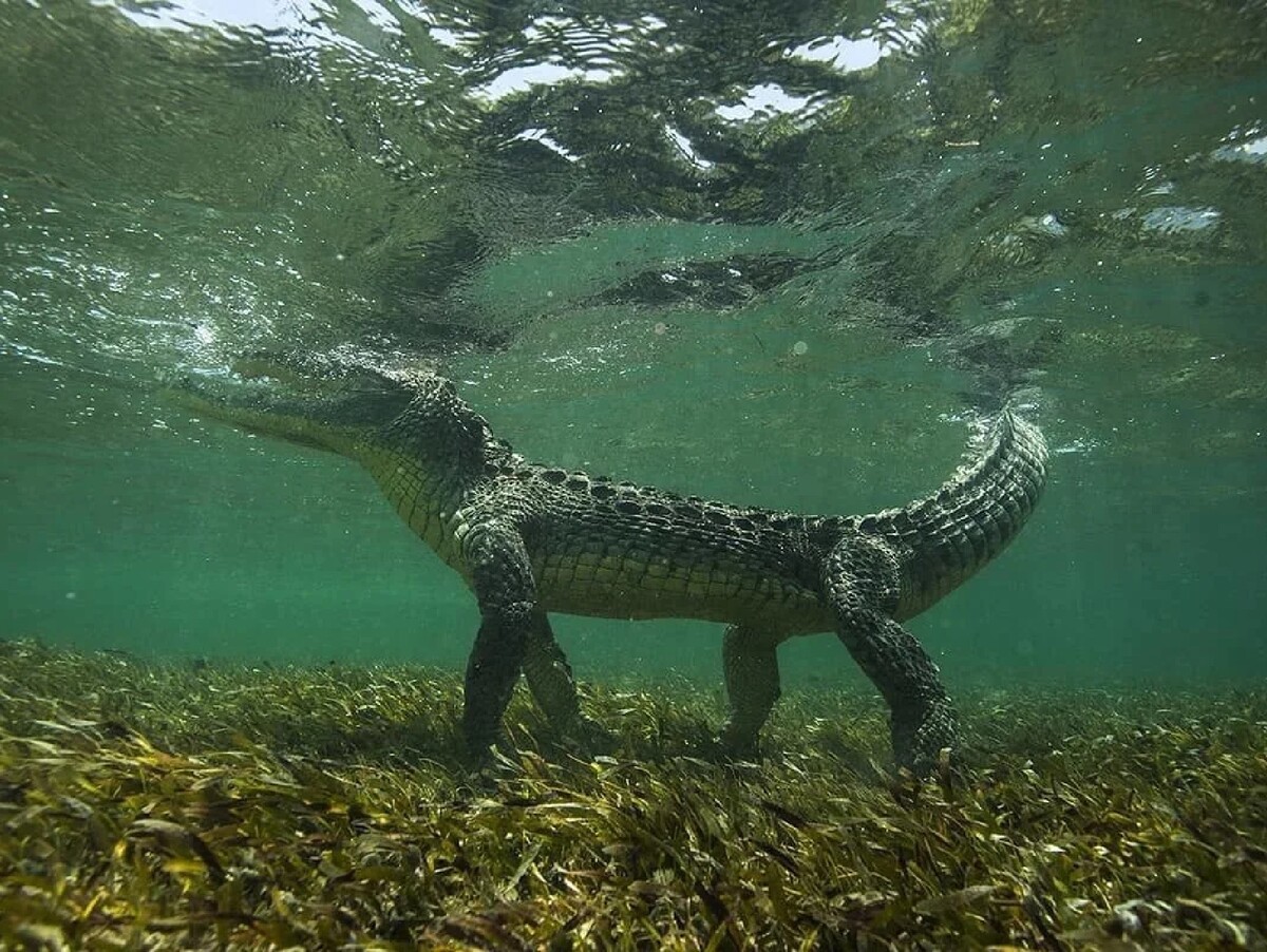 Крокодилы в соленой воде. Крокодил в воде. Крокодил под водой. Аллигатор под водой. Крокодил плавает.