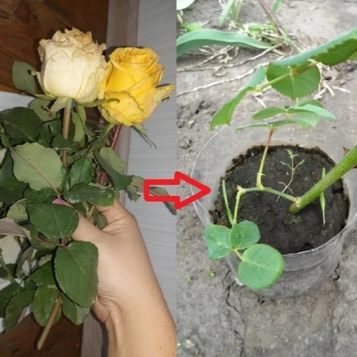 Как вырастить розу из срезанного цветка фото пошагово