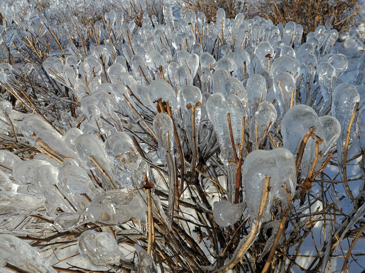 разбор слова по составу слово ледяная. ледяные сосульки. родственные слова лед. мангровая ветка дерева. озеро селигер зимой.
