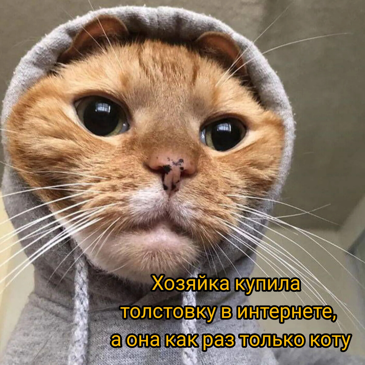 Коты из мемов