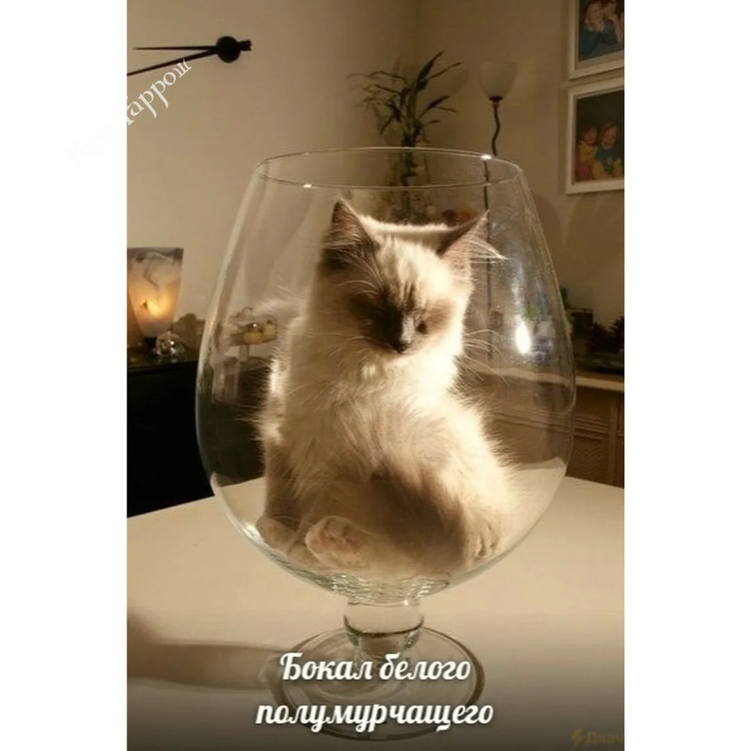 Коты с бокалами. Кот с рюмкой. Котенок в бокале. Животные с пивом. Кошка с бокалом.