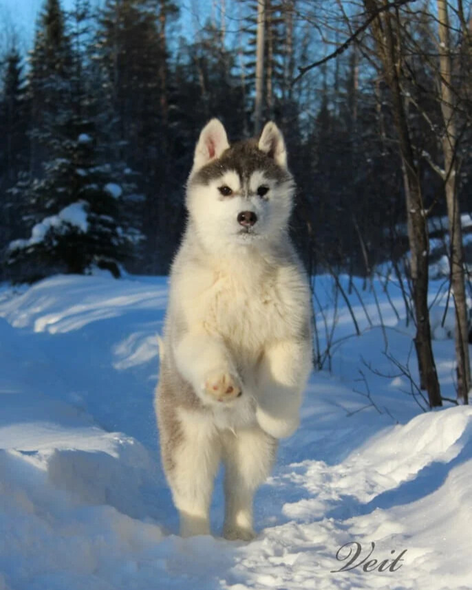 Жизнь с хаски