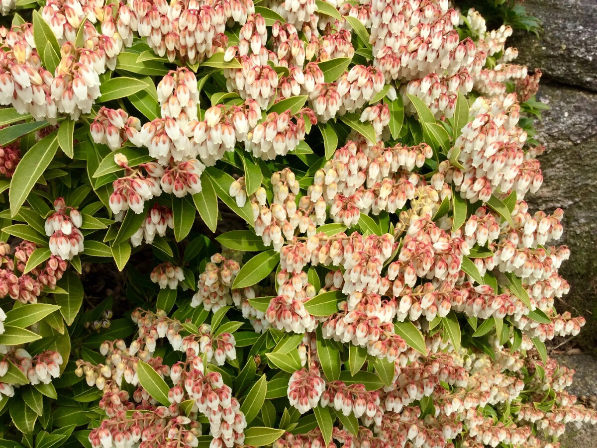 Кустарник пиерис фото и описание. Пиерис обильноцветущий. Пиерис японский Valley Rose. Pieris floribunda Пиерис обильноцветущий. Пиерис Pieris japonica Dorothy Wyckoff.