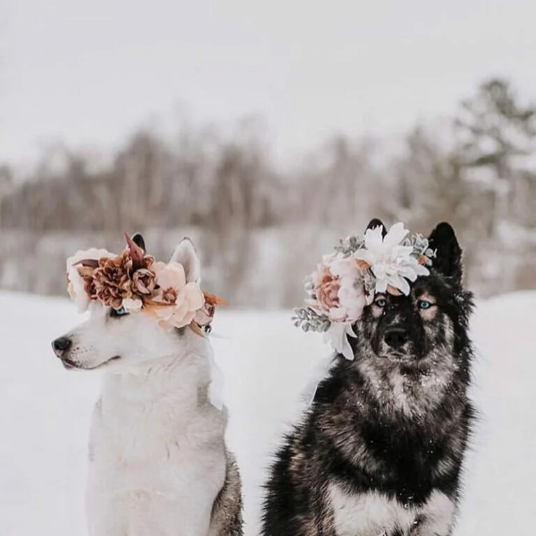 парные аватарки с животными. парные аватарки с животными. лев. доберман и сиба ину. парные аватарки с животными.