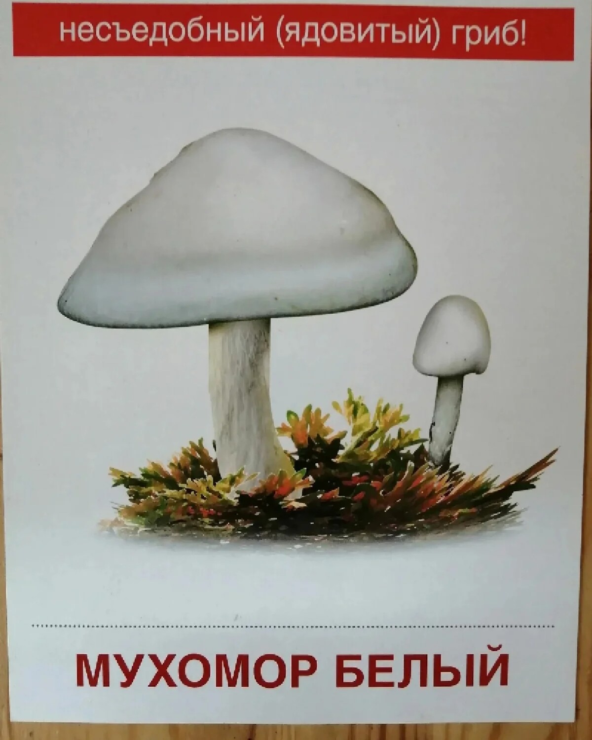 Плакат осторожно ядовитые грибы