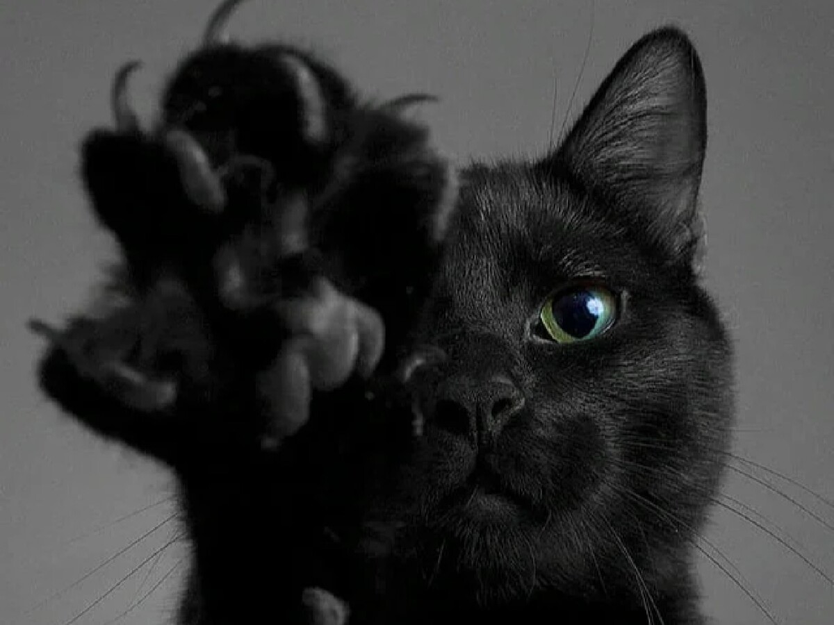 Черные кошки лапки