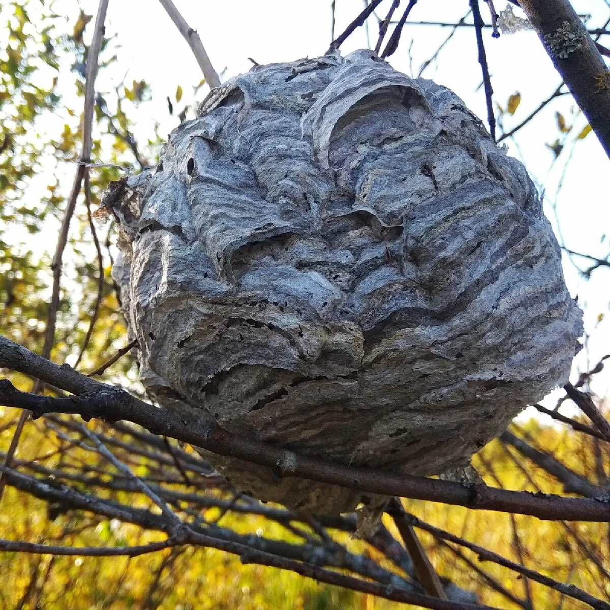 Осиное гнездо фото картинки