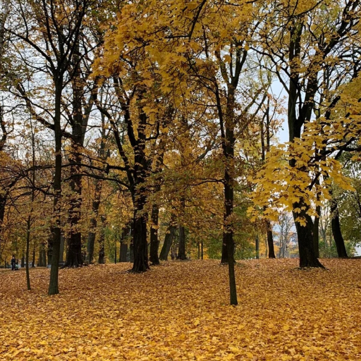 калининград королевский парк