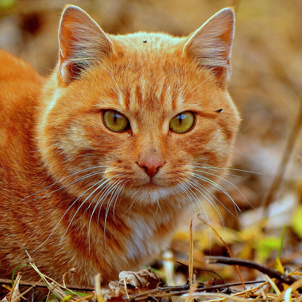 Котики рыжие
