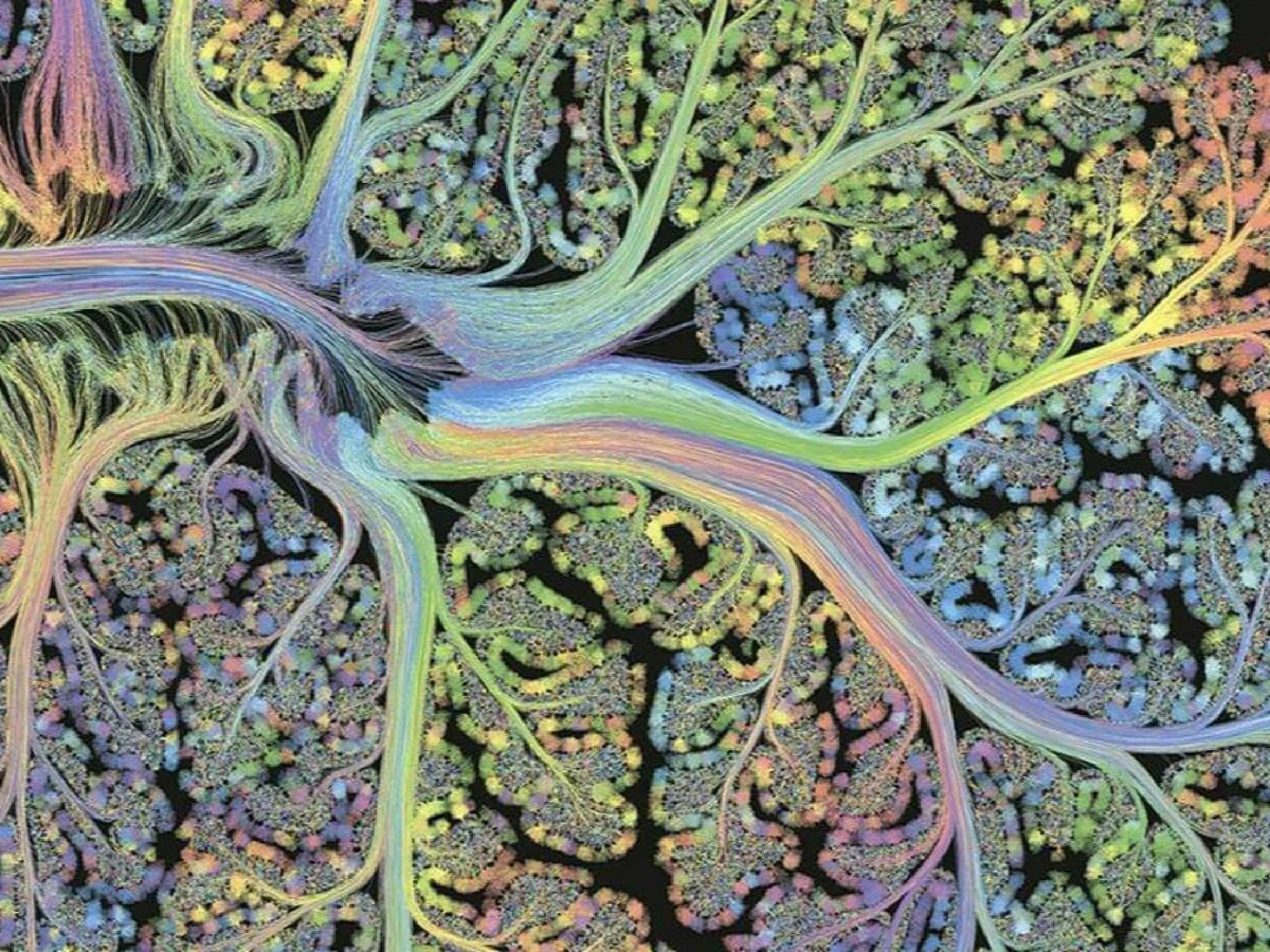 Бинг нейросеть картинок. Нейронная сеть мозга человека. Снимки головного мозга Greg Dunn. Нейросеть под микроскопом. Фантастические снимки головного мозга.