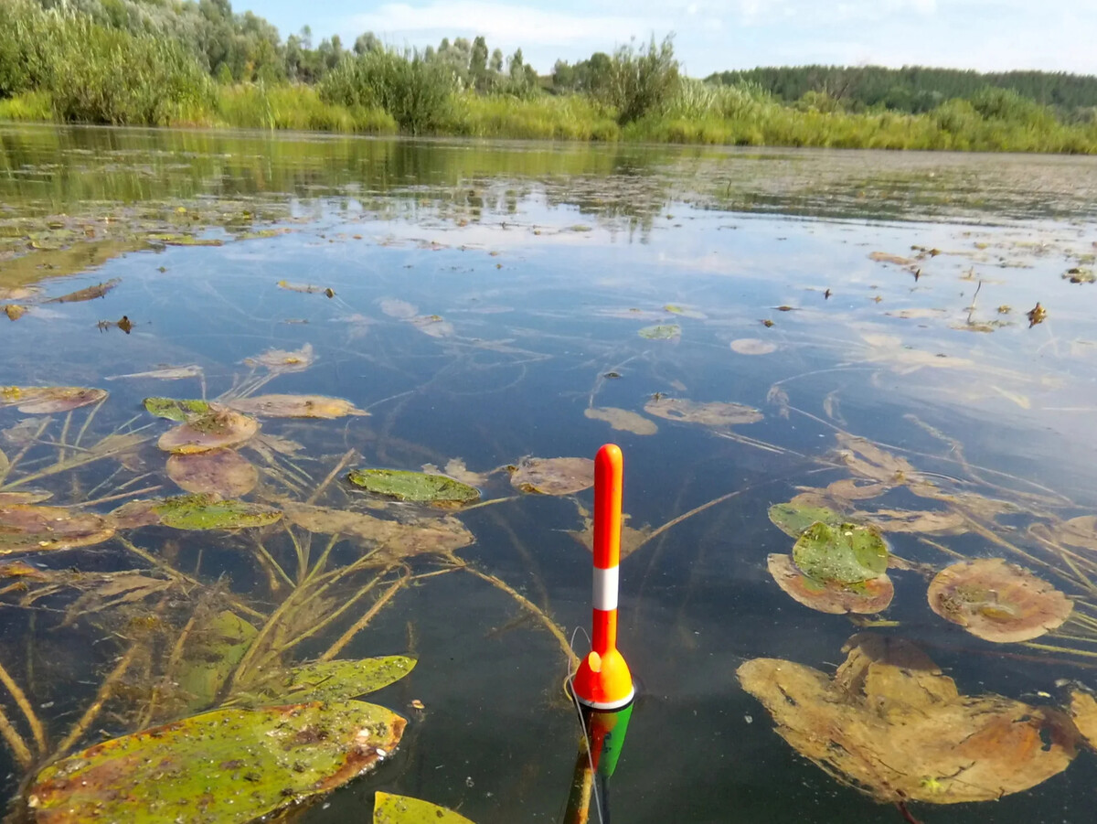 Ловля карася на озере. Поплавок в кувшинках. Озеро Карасье. Поплавочная рыбалка. Карасиные озера в Свердловской области.