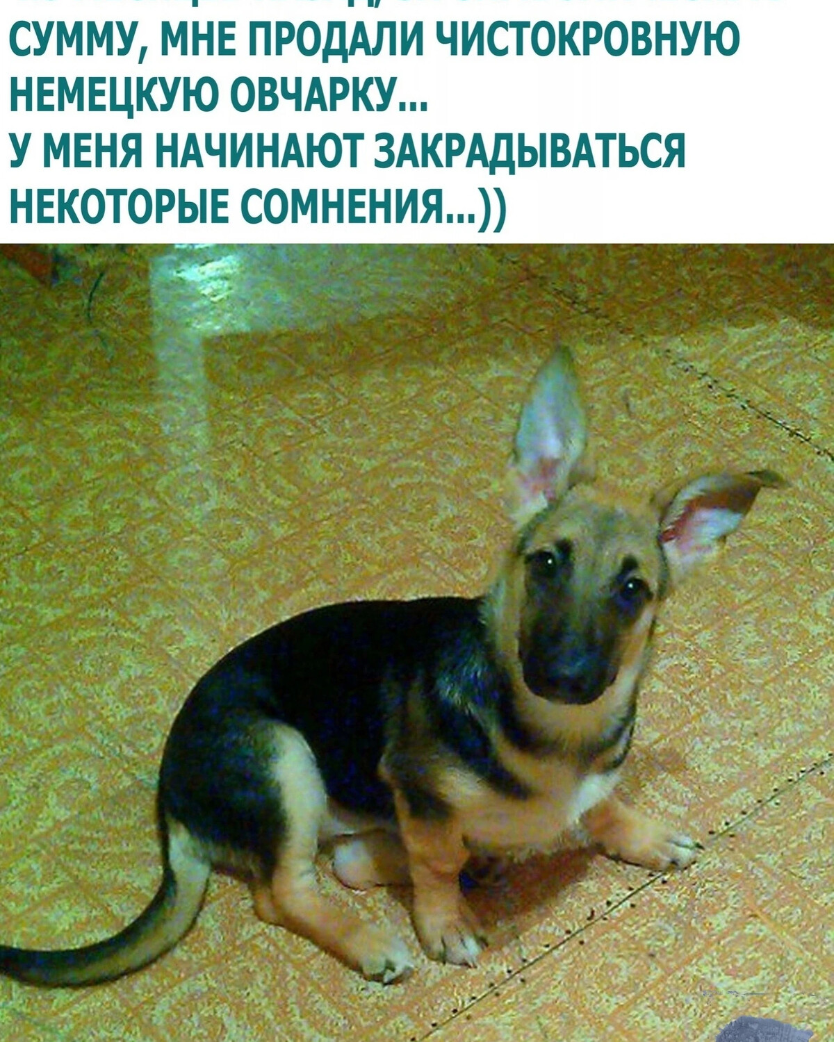 Прикол чистокровная овчарка