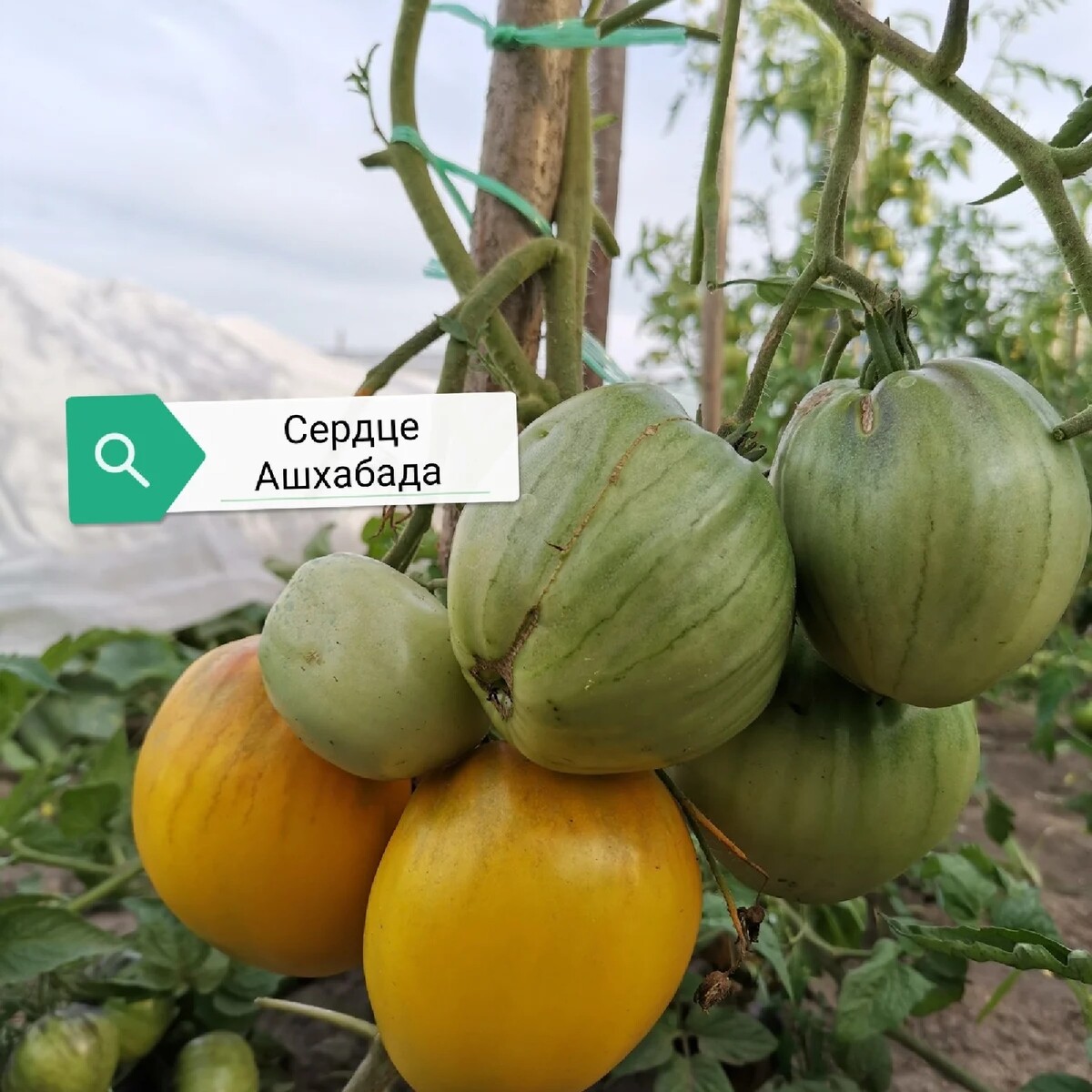 томат золотое сердце ашхабада. томат золотое сердце ашхабада. сердце ашхабада томат семена. томат сердце ашхабада. сорт томата сердце ашхабада.