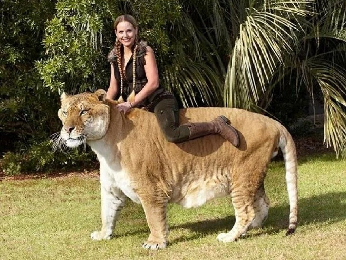 10 самых больших животных. Тигролев Геркулес. Самый большой Лигр Геркулес. Movie Лигр / Liger 2022. Лигр Геркулес самый большой тигр вес.